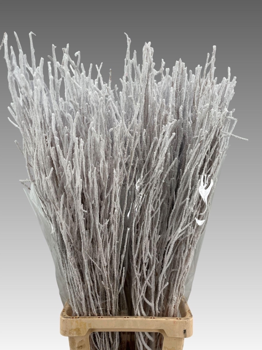 <h4>BETULA SNOW WHITE</h4>