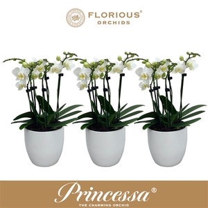 No9 Phalanopsis 6 Tak Wit+deco