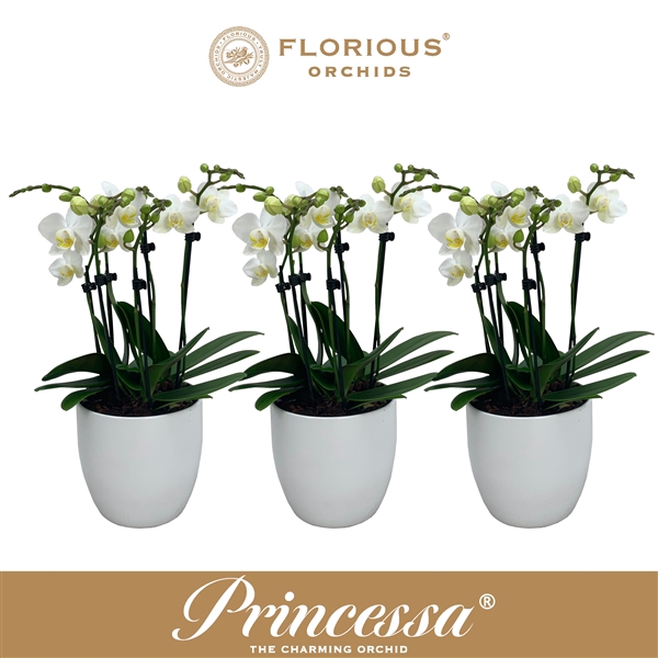 <h4>No9 Phalanopsis 6 Tak Wit+deco</h4>