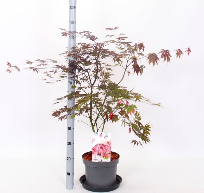 <h4>ACER PALMATUM</h4>