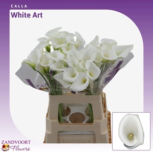 ZANT CALLA WHITE ART
