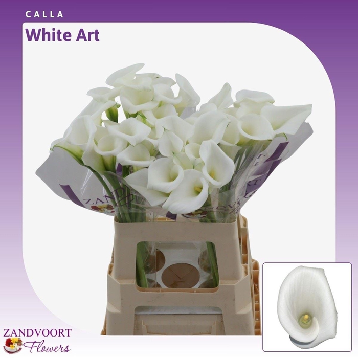 <h4>ZANT CALLA WHITE ART</h4>