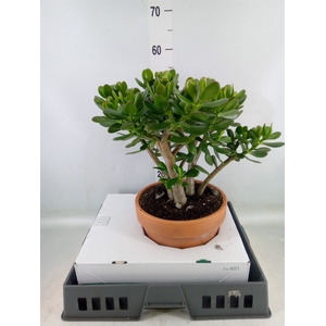Crassula ovata
