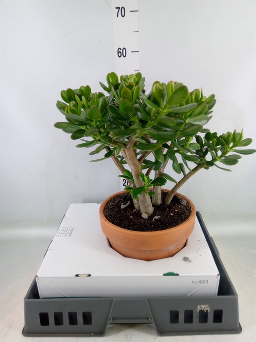 <h4>Crassula ovata</h4>