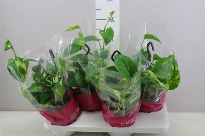 <h4>Epipremnum Aureum Hang</h4>