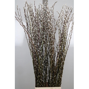 Salix Ca Snow Flake