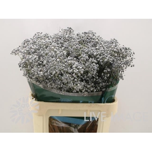 Gyps ec paint xlence black 1000g