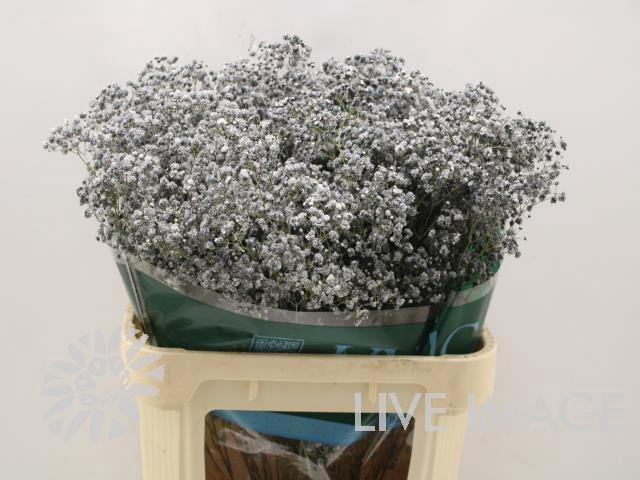 <h4>Gyps ec paint xlence black 1000g</h4>