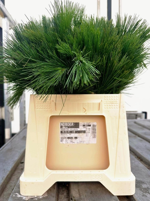 <h4>PINUS STROBUS</h4>