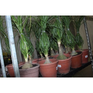 BEAUCARNEA P24