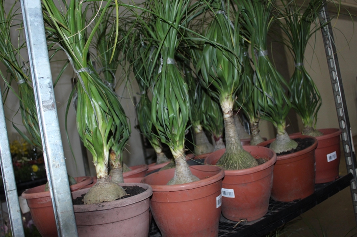 <h4>BEAUCARNEA P24</h4>