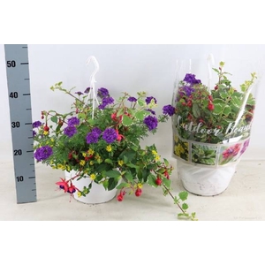 PERKPLANT HANGPOT P25