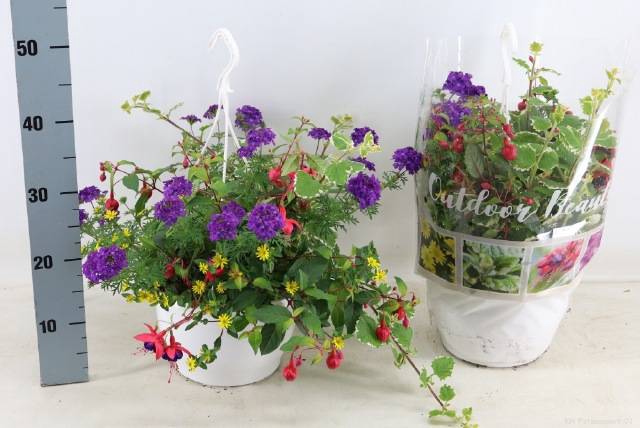 <h4>PERKPLANT HANGPOT P25</h4>