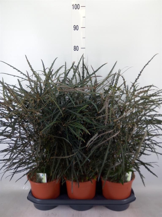 <h4>Dizygotheca eleg.</h4>