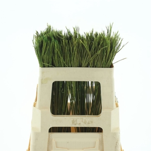 Miscanthus Green