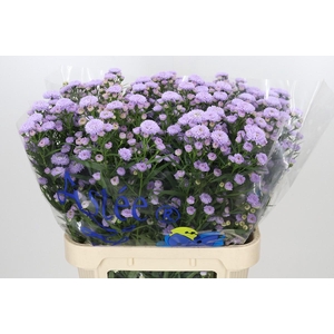Aster Astee Milka