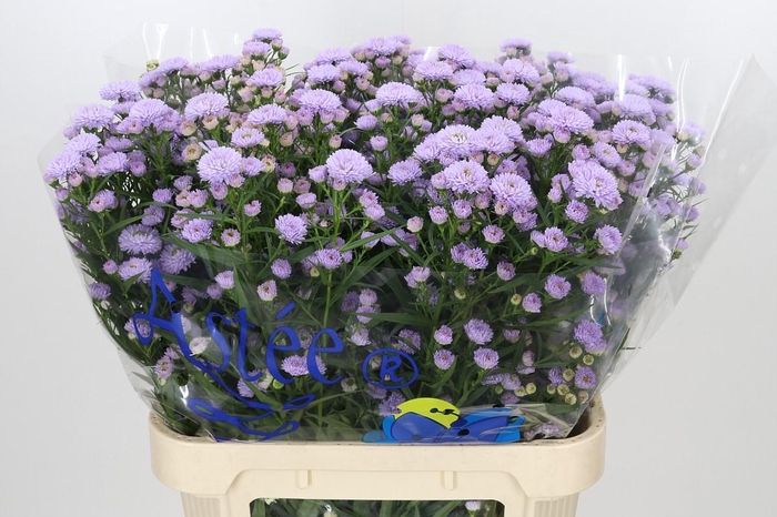 <h4>Aster Astee Milka</h4>