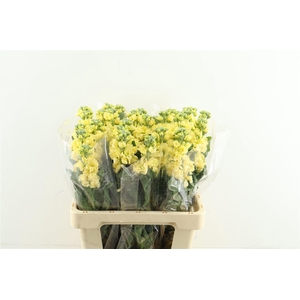 Matth. Iron Yellow 60cm