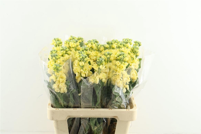 <h4>Matth. Iron Yellow 60cm</h4>