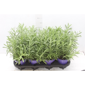 LAVANDULA ANGUSTIFOLIA P15