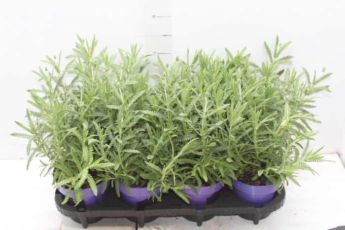 <h4>LAVANDULA ANGUSTIFOLIA P15</h4>
