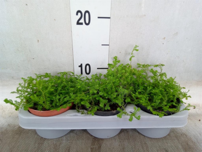 <h4>Planten   ... L%</h4>