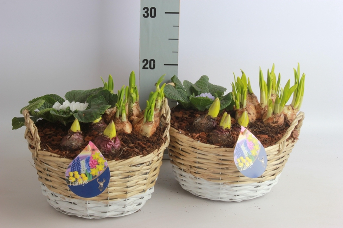 <h4>ARR BOL KNOLGEWAS</h4>