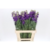 Matthiola Iron Purple