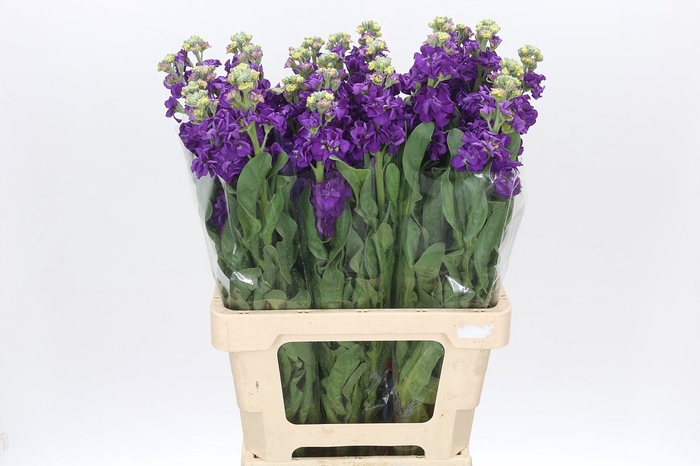 Matthiola Iron Purple