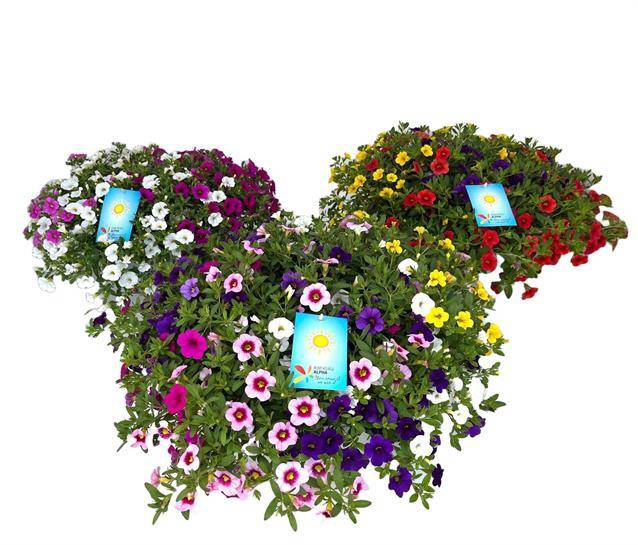 <h4>Calibrachoa Sweet Bells mix</h4>