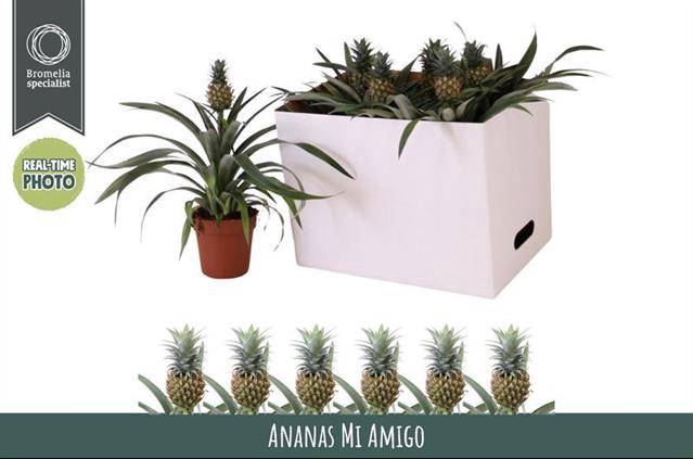 Ananas Corona 12Ø 35cm