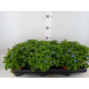 Lobelia  'Curacao Blue'