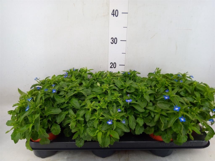 <h4>Lobelia  'Curacao Blue'</h4>