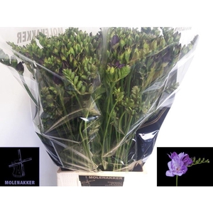 Freesia du Blue Bayou