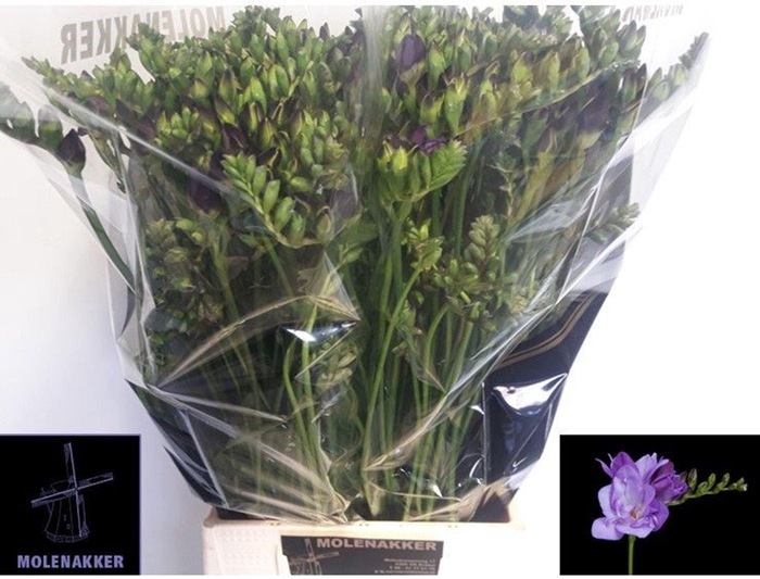 <h4>Freesia du Blue Bayou</h4>