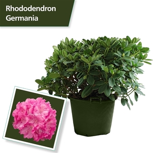 Rhodo. 'Germania' pink