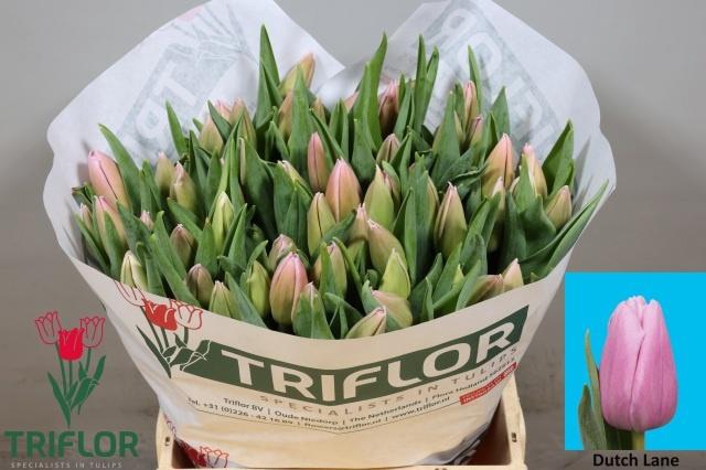 <h4>TU EN DUTCH LANE</h4>