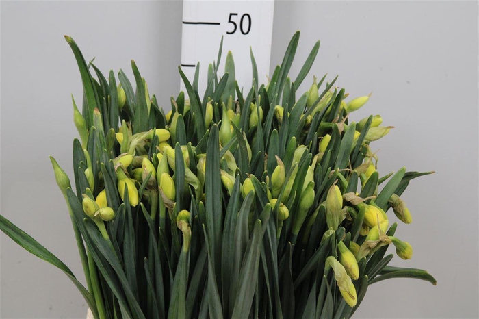 <h4>Narc Du Tahiti</h4>