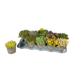 SEDUM GEM