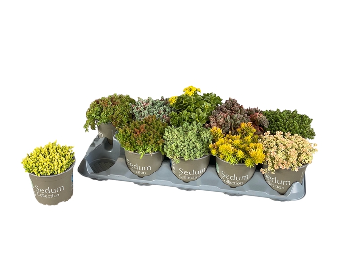 <h4>SEDUM GEM</h4>