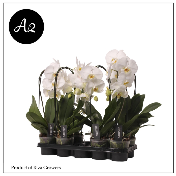 <h4>Phal. A2 Flow Tokyo - 1 spike 12cm</h4>