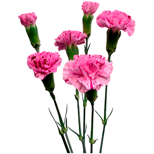 <h4>DIAN.TR. Burlesque</h4>