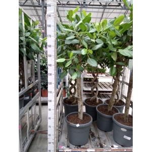 Ficus benghalensis 'Audrey'