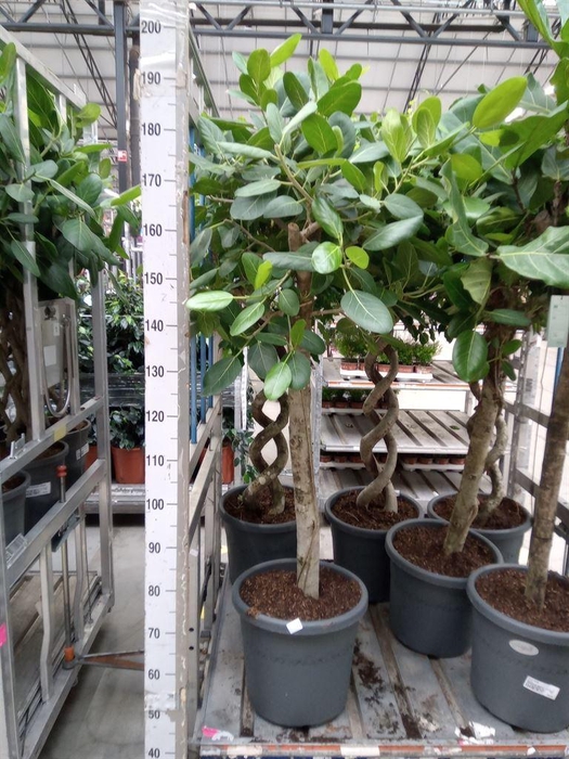 <h4>Ficus benghalensis 'Audrey'</h4>