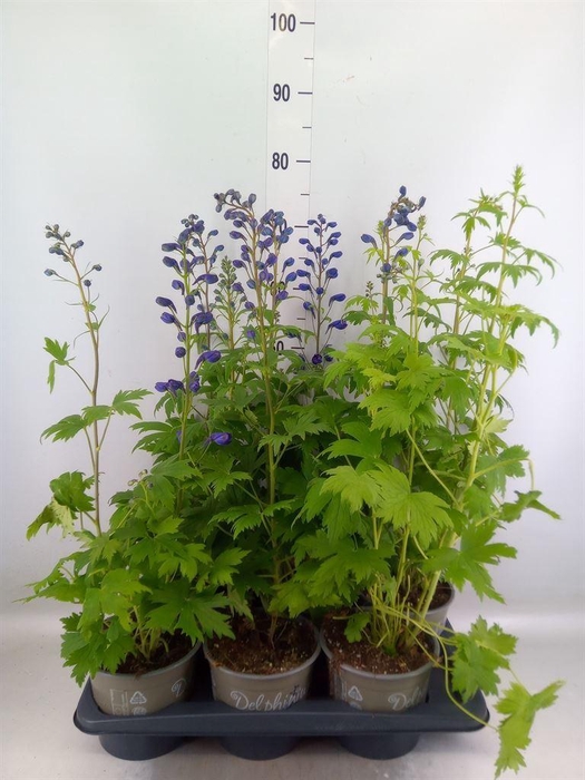 <h4>Delphinium el. 'Magic Fount'  ..mix</h4>