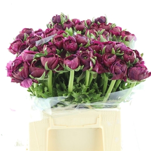 Ran Su Renoir Purple Super