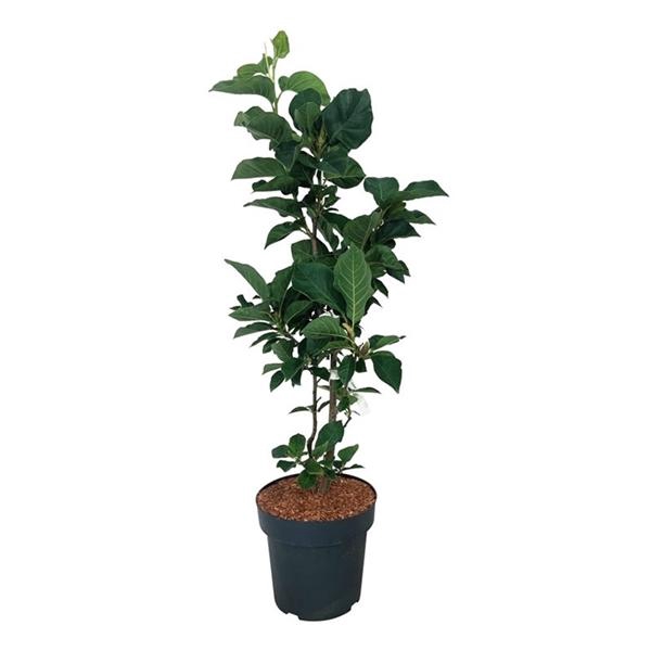 Magnolia soul. 'Cameo'