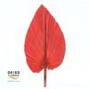 Dried Bleached Palmetto Red