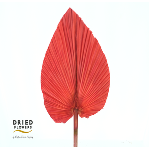 Dried Bleached Palmetto Red