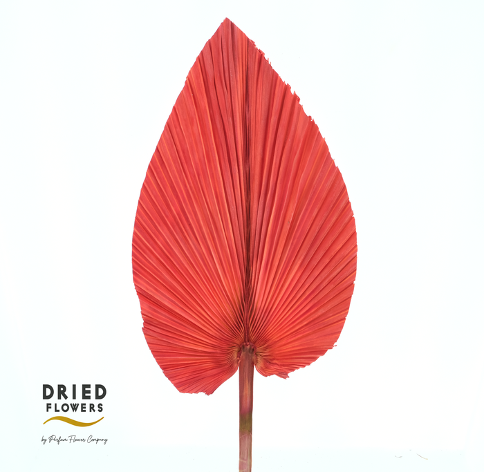 Dried Bleached Palmetto Red